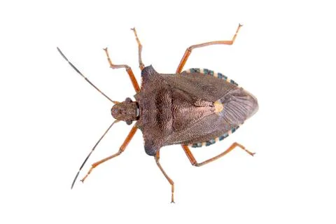 Brown shield bug on a white background Stock Photos