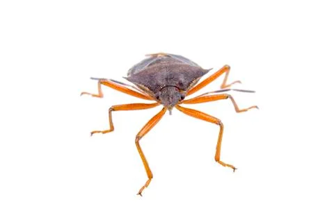 Brown shield bug on a white background Stock Photos