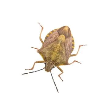 Brown shield bug on a white background Foto stock