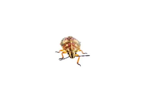 Brown shield bug on a white background Foto stock