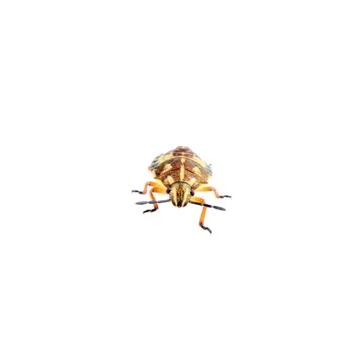 Brown shield bug on a white background Foto stock