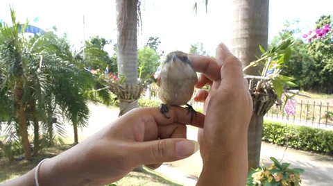 Brown shike bird 스톡 동영상 33872147