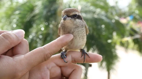 Brown shike bird 스톡 동영상 33872285