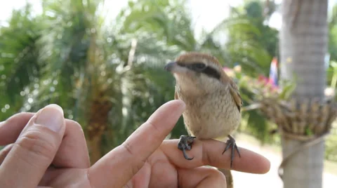 Brown shike bird 스톡 동영상 33872629