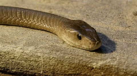 Black Mamba Snake Scales 22