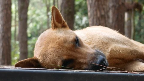 	 Brown short-haired dog lying on the wooden ground in a pine forest Stock Footage 114263014