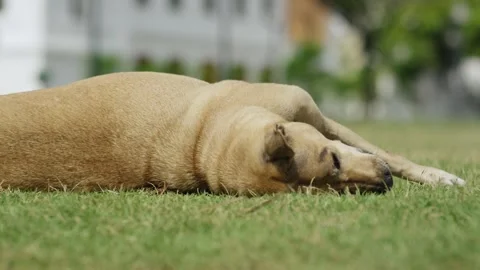 Brown short haired dog sleeping relaxed on green lawn, resting pet in garden Vídeo Stock 341577350
