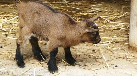 Brown Shorthaired Goatling Stock Footage 67953413
