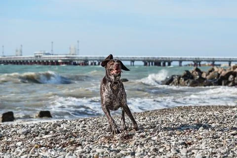 Brown shorthaired pointer walks on pebbly shore of sea on waves. Dog is a sho Stock Photos