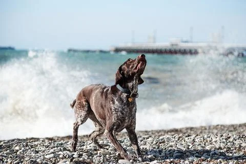 Brown shorthaired pointer walks on pebbly shore of sea on waves. Dog is a sho Stock Photos