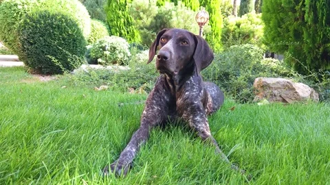 Brown shorthaired pointer with white spots lies on the green lawn in the yard Stock Footage 284953856