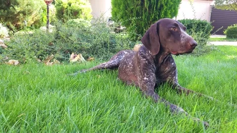 Brown shorthaired pointer with white spots lies on the green lawn in the yard Stock Footage 284953861