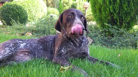 Brown shorthaired pointer with white spots lies on the green lawn in the yard Stock Footage 284953862