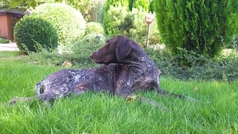Brown shorthaired pointer with white spots lies on the green lawn in the yard Stock Footage 284953881