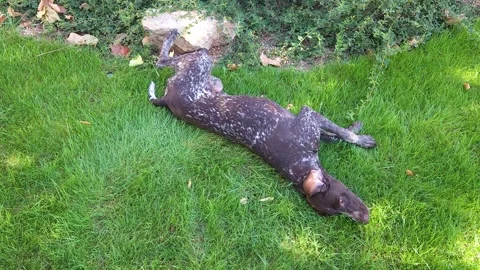 A brown shorthaired pointer with white spots is fooling around on the green lawn 動画素材 284953917