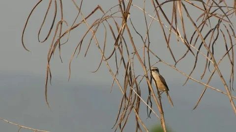 Brown shrike bird is resting Stock Footage 74287342