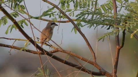 Brown shrike bird is scouting Stock Footage 73188908