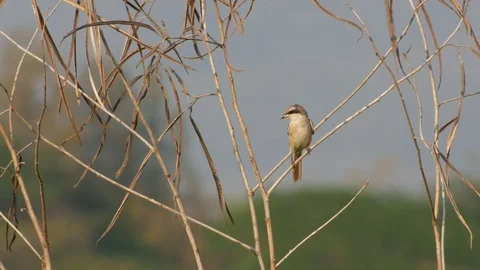 Brown shrike bird is scouting Stock Footage 74287327