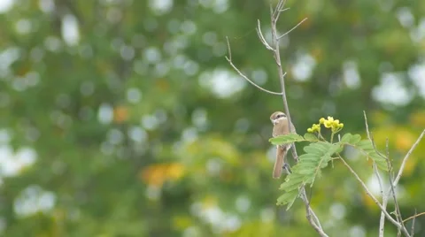Brown Shrike bird is taking off Stock Footage 68376039