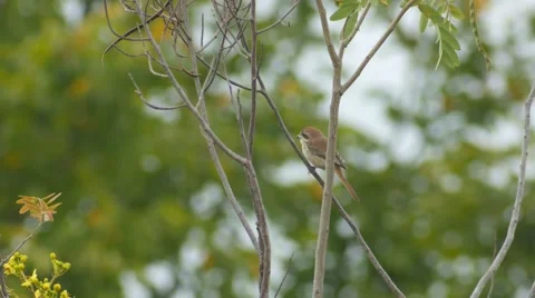 Brown Shrike cleaning itself on tree 스톡 동영상 68374969