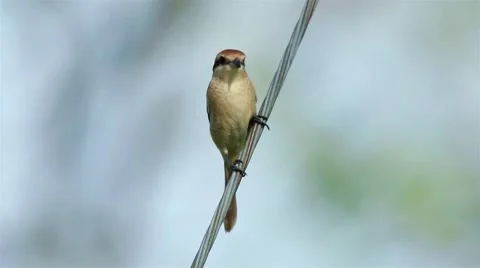 Brown Shrike Stock Footage 54948651