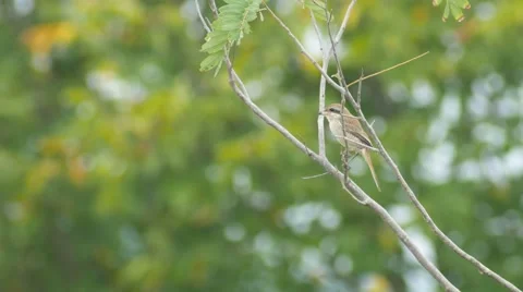 Brown Shrike looking around on tree Stock Footage 68375740