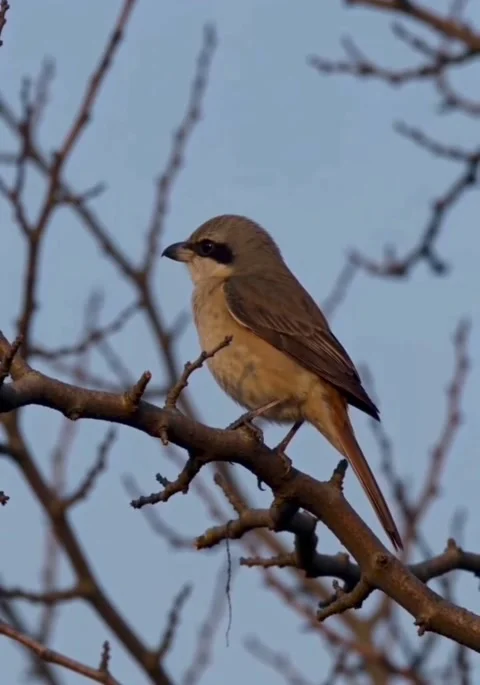 Brown shrike perched on a bare tree branch against a blue sky Видео 336033314