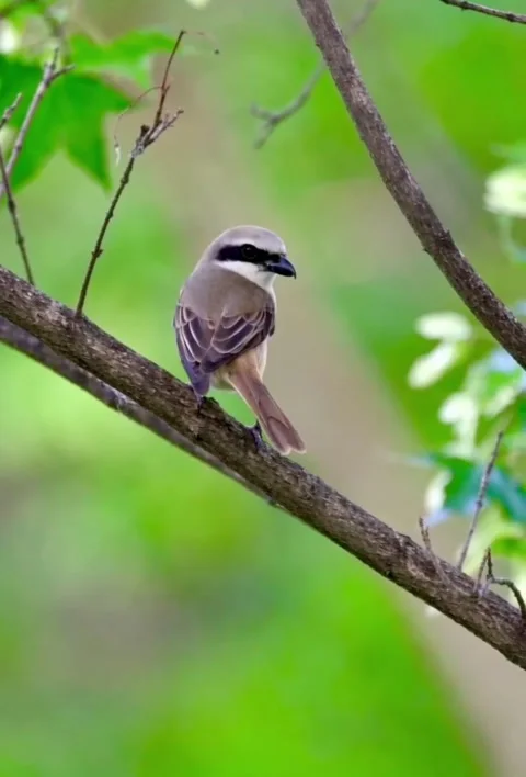 Brown shrike perched on a tree branch in a natural forest habitat Stockbeeldmateriaal 336033317