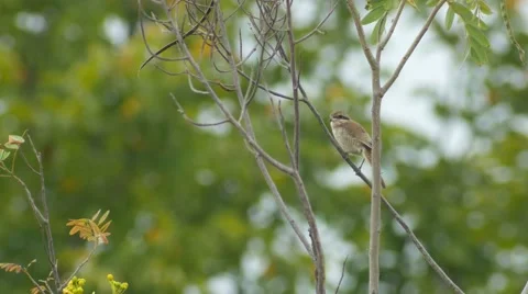 Brown Shrike relaxing on tree Stock Footage 68375176