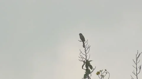Brown shrike rest on the tree shoot and breaking the twig Stock Footage 68999989
