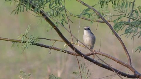 Brown shrike resting on the tree Stock Footage 73149737