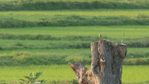 Brown shrike resting on wood stump Stock Footage 73638853