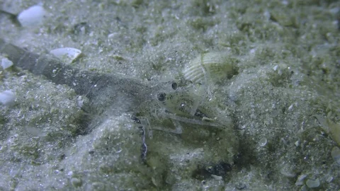 Brown shrimp (Crangon crangon), portrait. Stock Footage