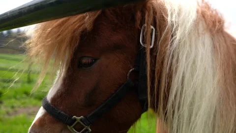 Brown Shy Mini Pony Just Chilling at a Farm Stock Footage 220041389