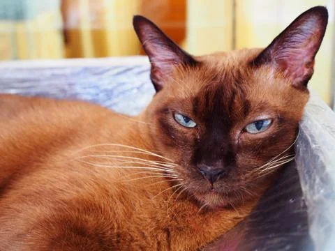 Brown Siamese cat shrinking eyes, stare, close up Foto stock