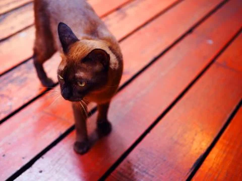 Brown siamese cat walking on red wooden tile floor, curious looking Foto stock