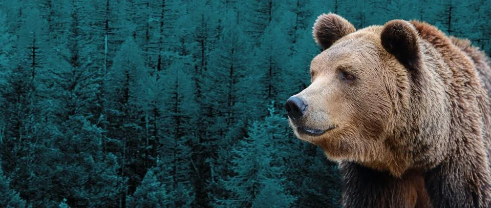 Brown, Siberian bear on the background of the taiga. Stock Illustration