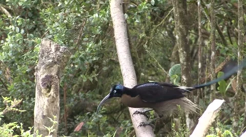 Brown Sicklebill move down the branch Video stock 56249056