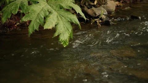 Brown silted stones in the river close-up Stock Footage 318009588