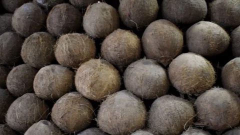 Brown skinned coconuts pile together Stock Footage 101969522