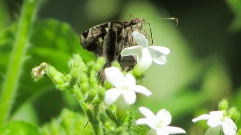 A brown skipper butterfly with distinctive patterned wings extends its prob.. Stock Photos