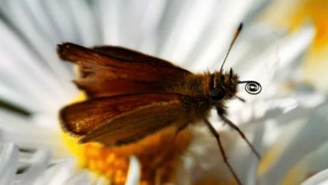 Brown skipper butterfly resting on white daisy flower Stock Footage 340641087