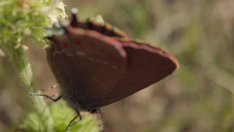Brown Skipper Butterfly Resting on Wild Plant Macro Video stock 133554979