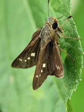 Brown skipper Stock Photos
