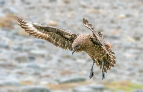 Brown Skua bathing Stock Photos
