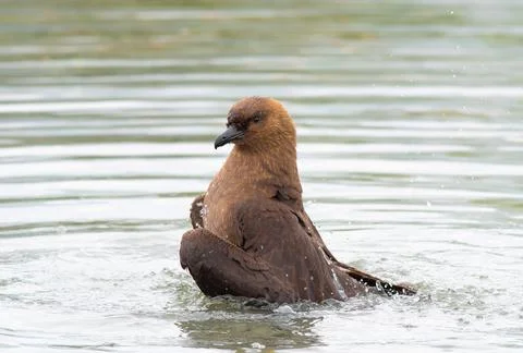 Brown Skua bathing Stock Photos