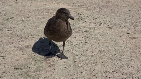 Brown skua curious bird looking at camera, Falkland Islands, 4K Stock Footage 332332672