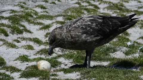 Brown Skua with egg Stock Footage 90366551