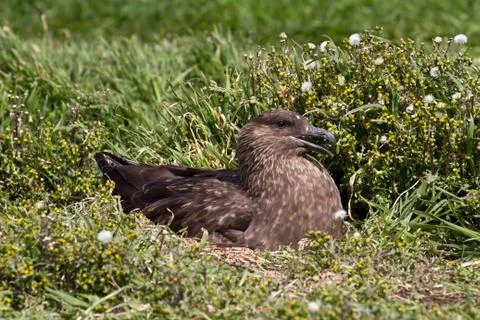 Brown skua is nesting Foto stock