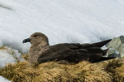 Brown Skua is nesting Stock Photos